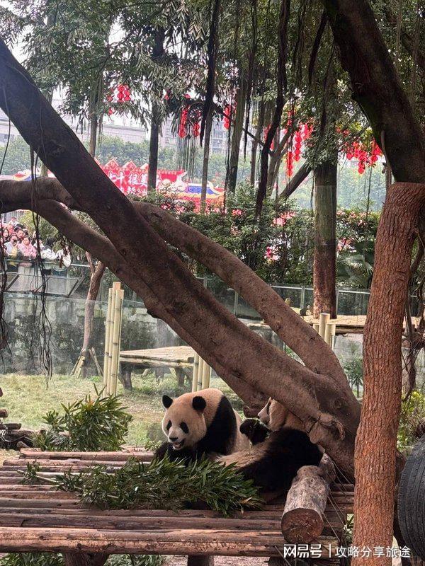 什么时候去重庆旅游最好 重庆七日游打卡景点+线路+费用-纯干